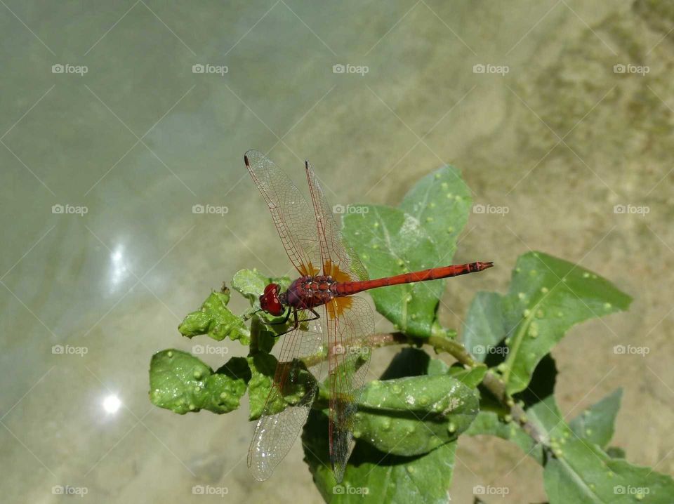 Dragonfly. Ein Gedi oasis in the middle of the Israeli desert. A dragonfly enjoys the gift of water.