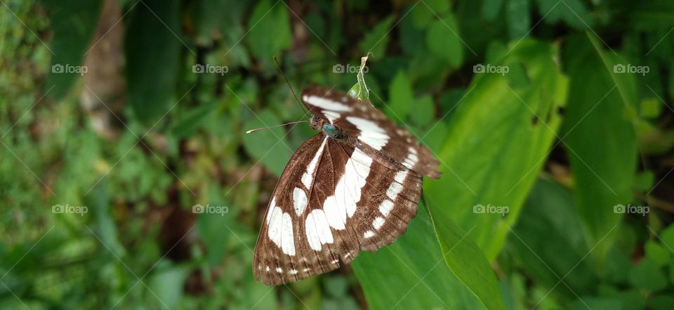 A small butterfly perched on a green leaf