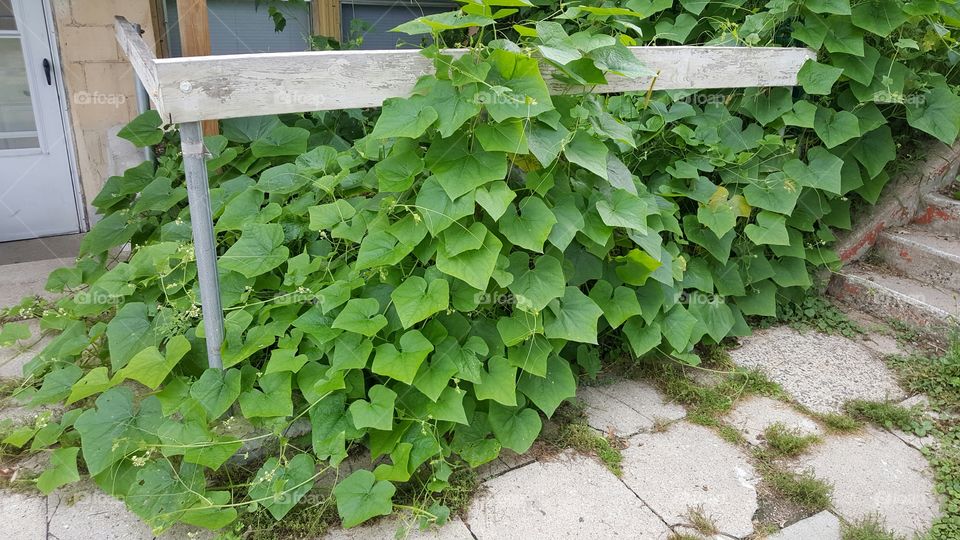 vines going overboard