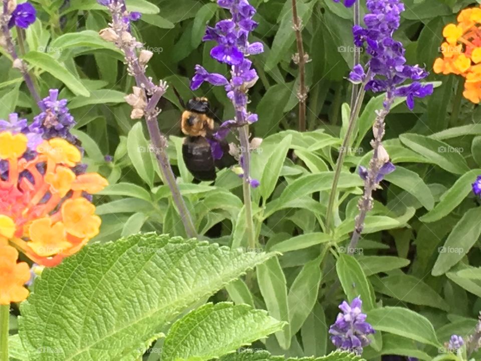 Bumble Bee 3