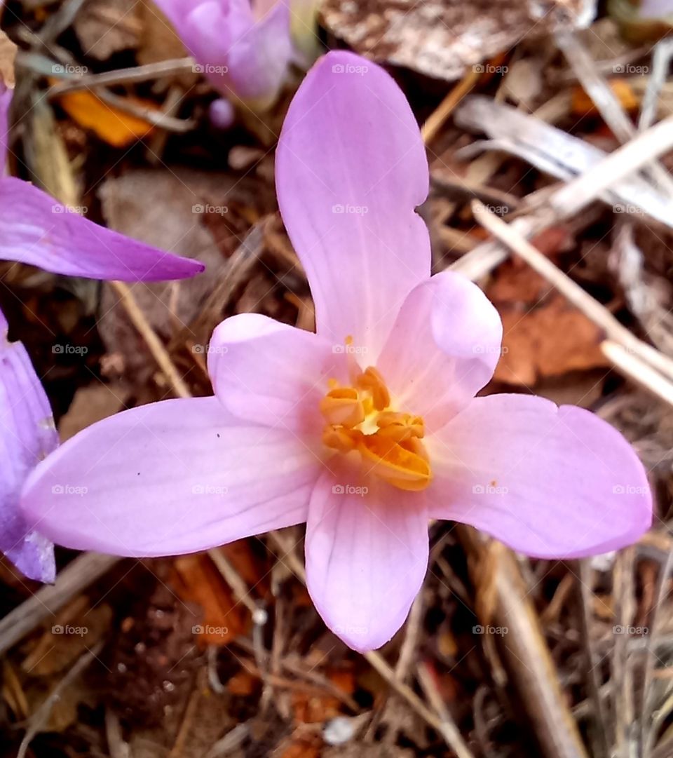 Colchicum autumnale