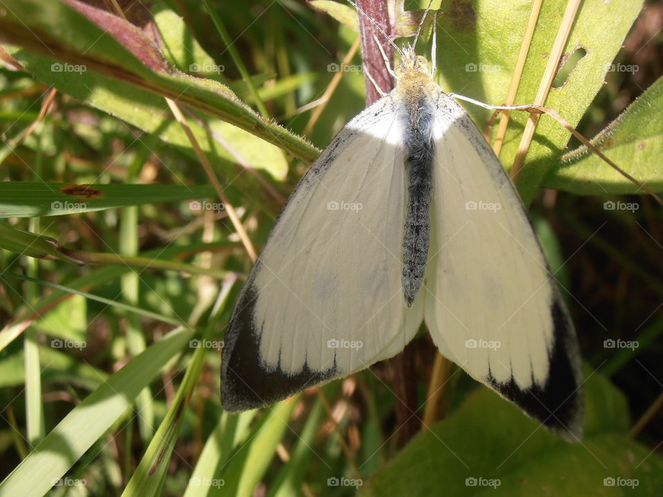 White Butterfly Up Close