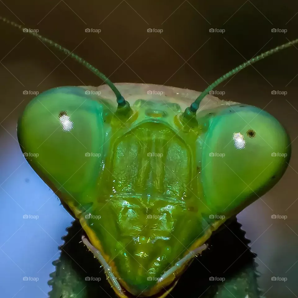 Green insect