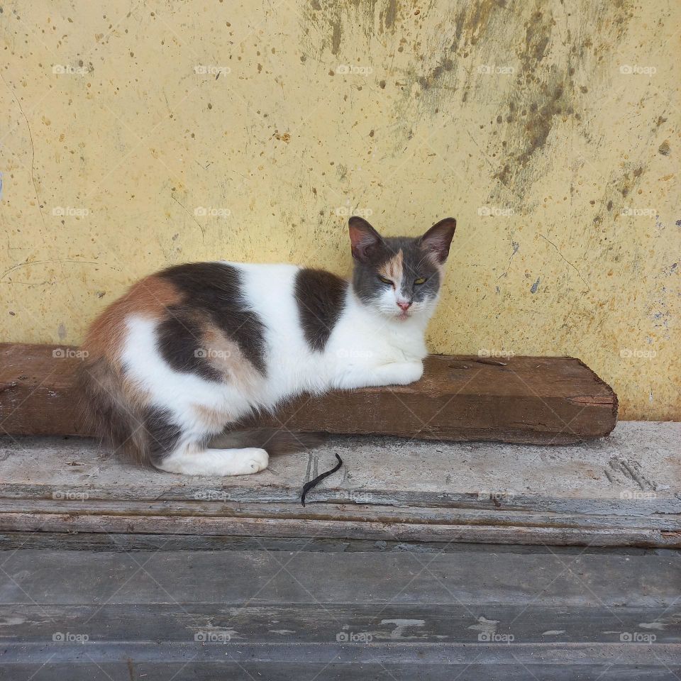 Cute cat sitting on a wooden block
