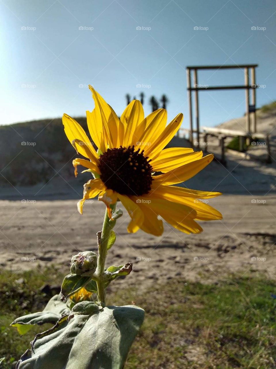 Flor sol