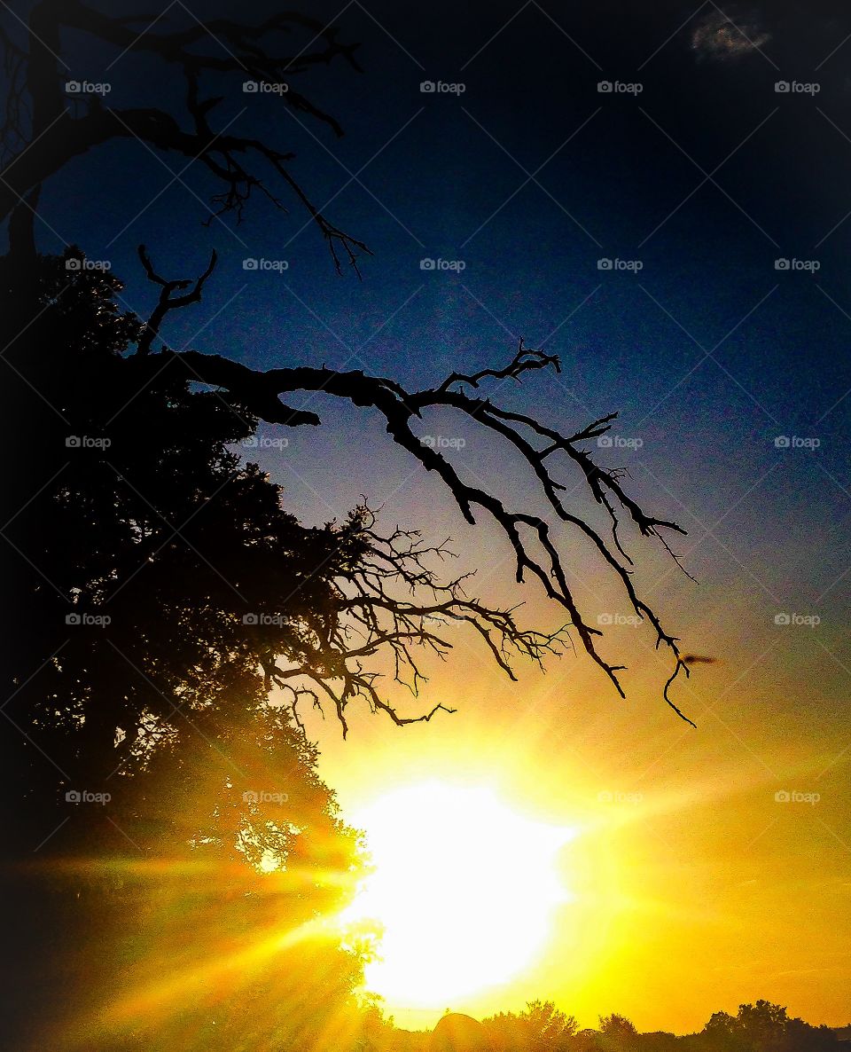 Sunset through trees