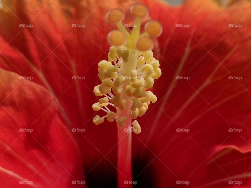 zoom hibiscus
