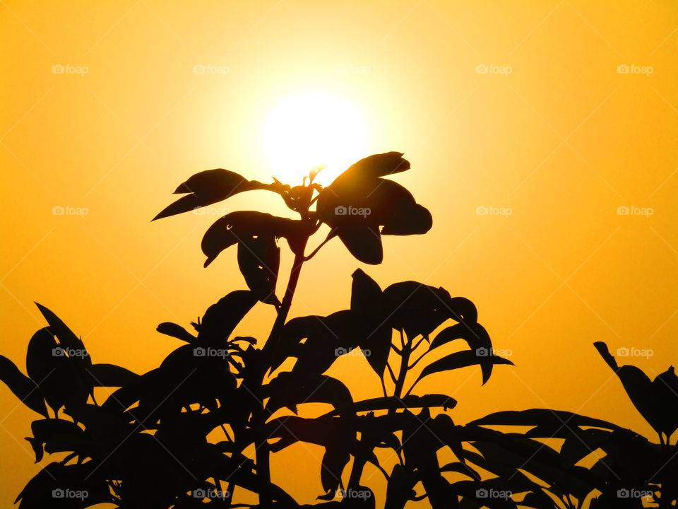beautiful glowing sunset view through tree