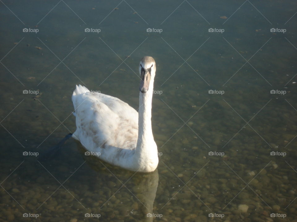 swan on the lake Bundek,Zagreb,Croatia
