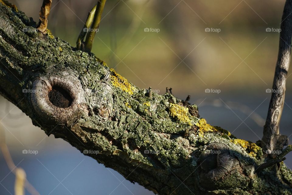 Tree trunk