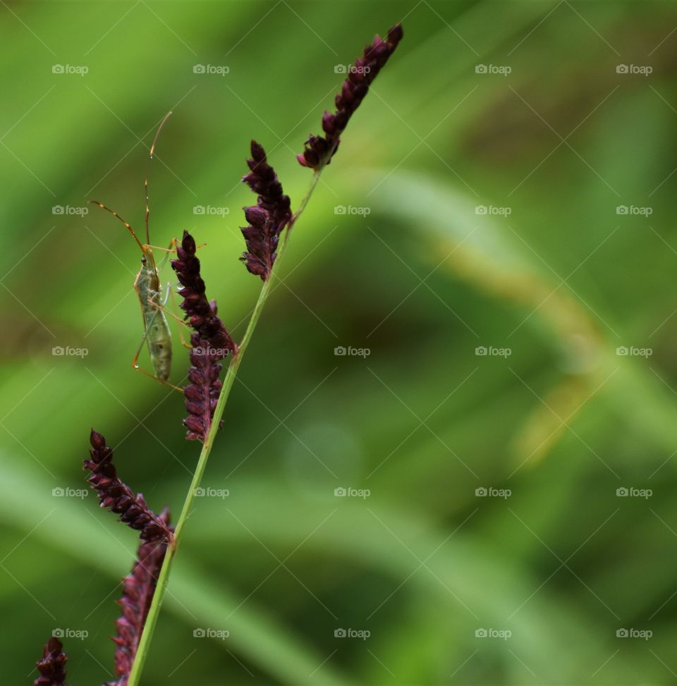 insect in green background