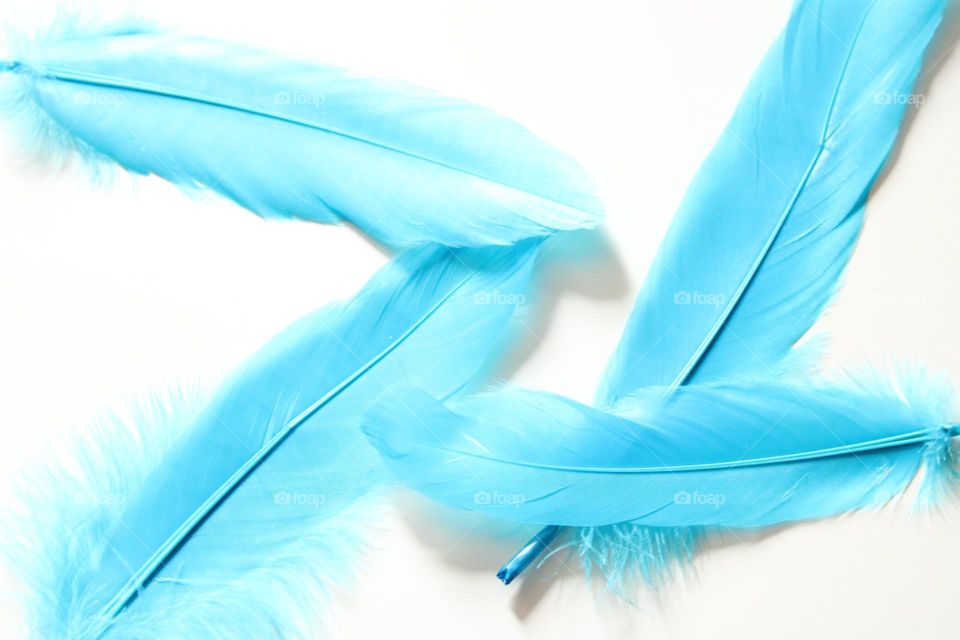 Blue feathers 💙