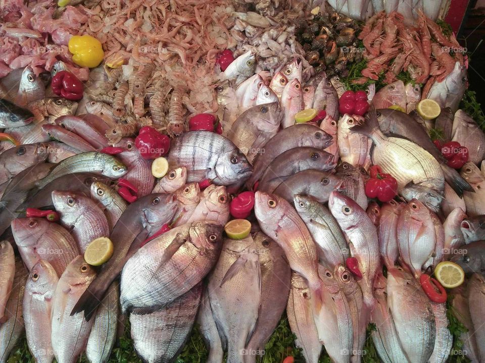 Various kind of fish