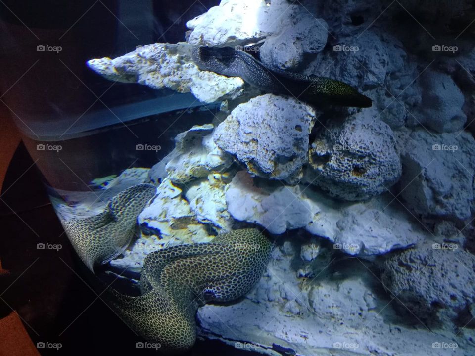 Exploring Underwater