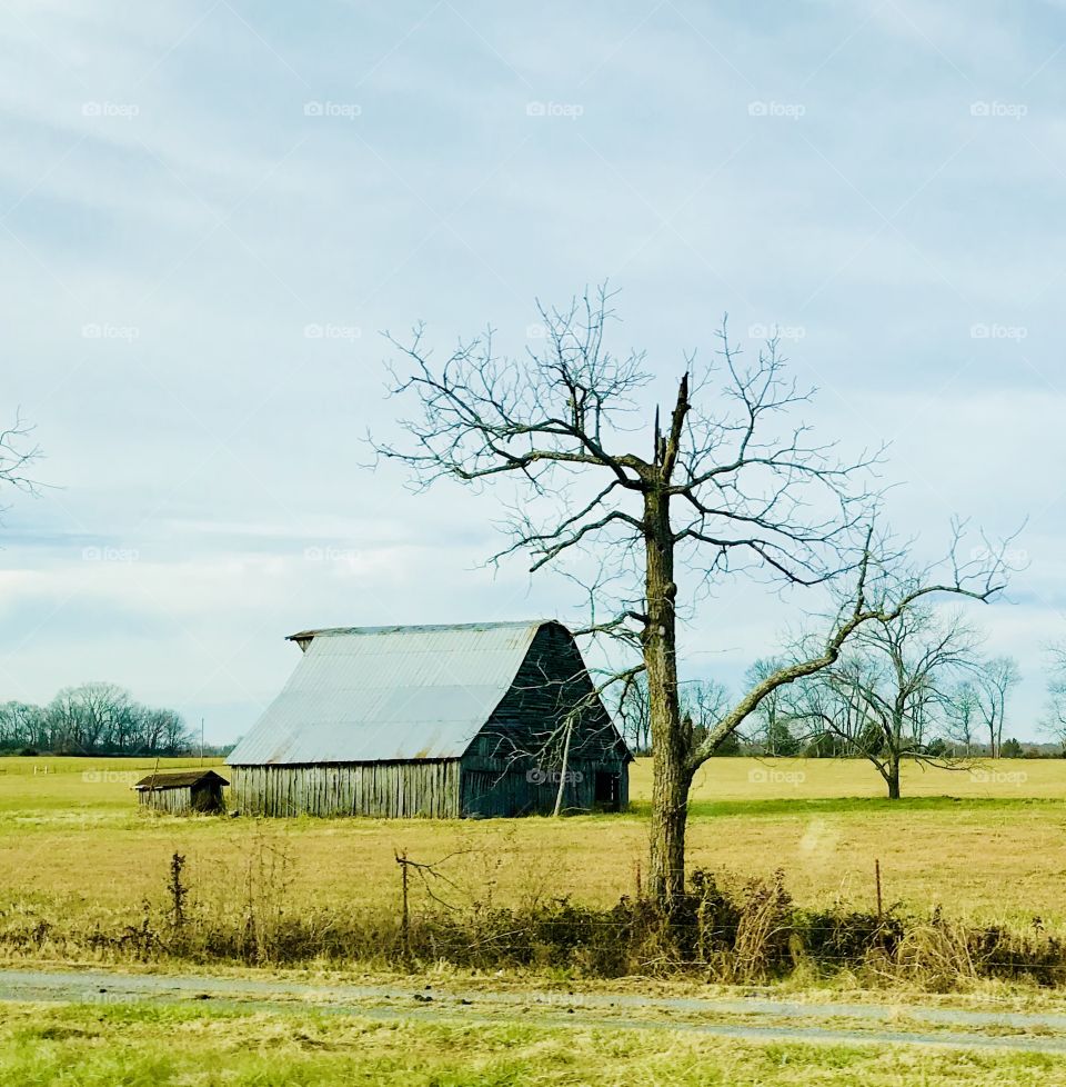 Old barn in a field with old dead tree in foreground