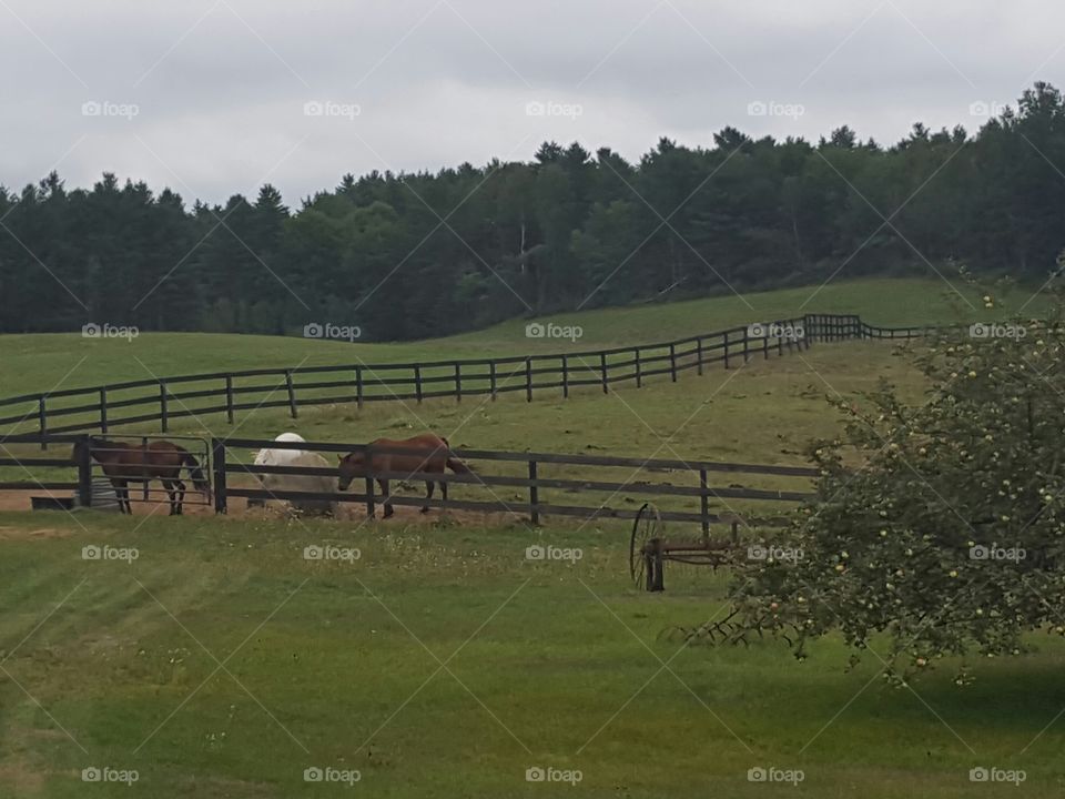 horse farm Belgrade, Maine