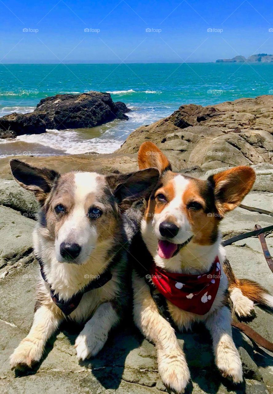Friend's dogs enjoying the beach and view