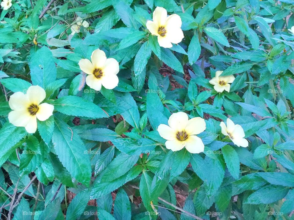 Turnera subulata is a nectar producing plant developed as a food source for natural enemies of oil palm plant pests