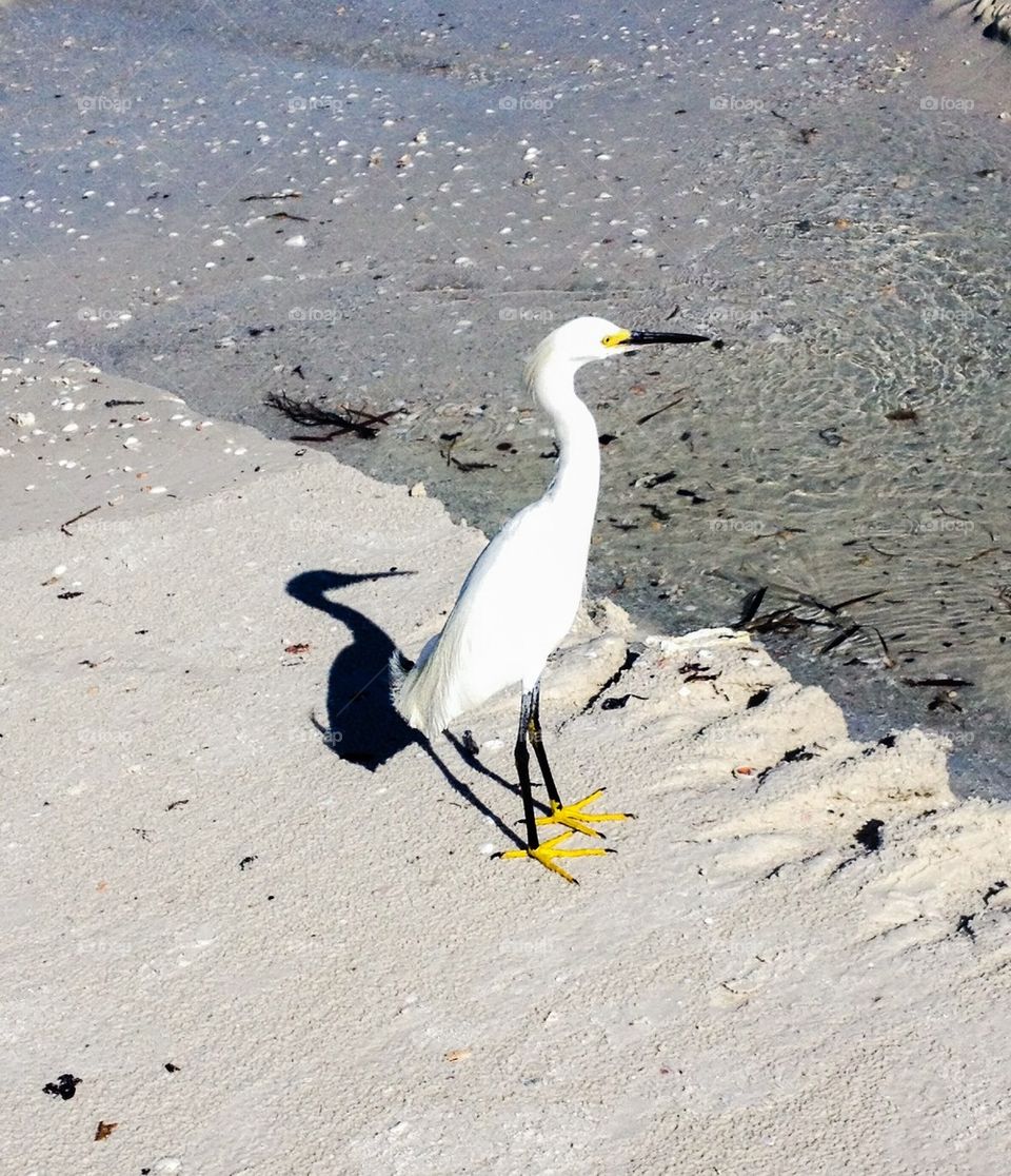 Egret