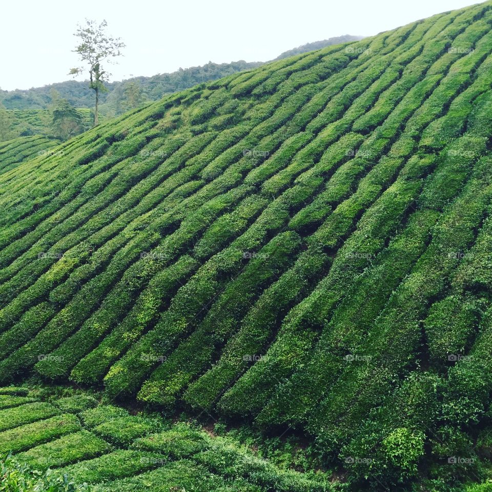 Tea farm 