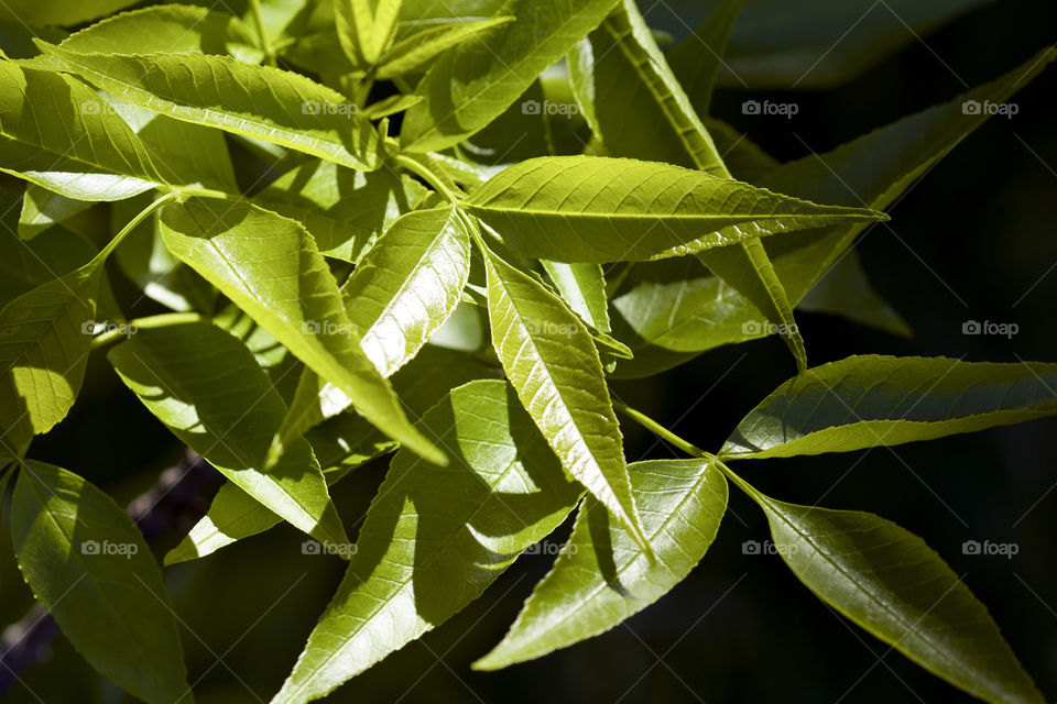 Green Spring Leaves . close up