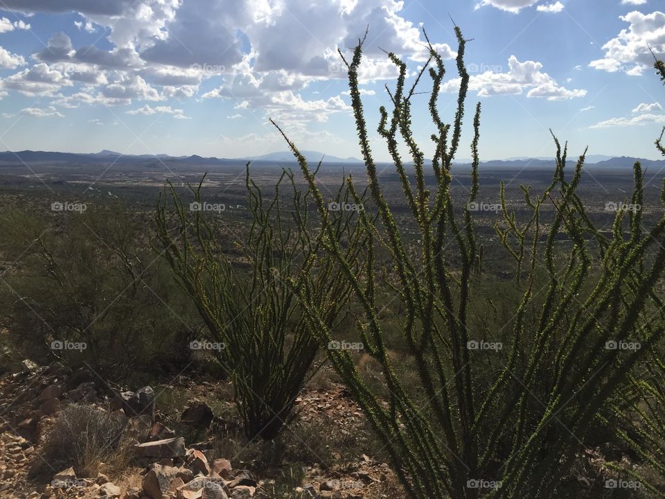 Arizona Landscape 