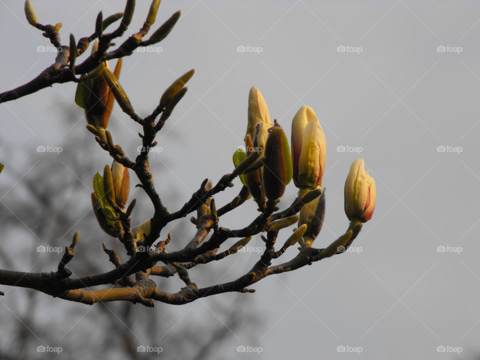 Close-up of spring magnolia buds