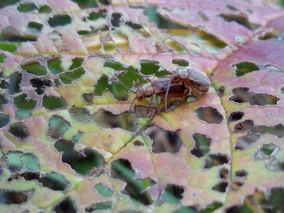 Beetles, sex and a leaky leaf :)