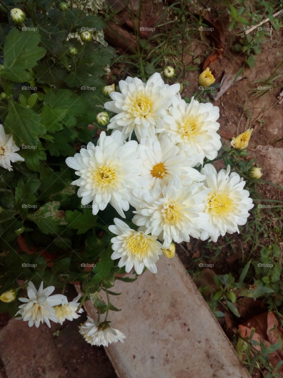 kapuru flower