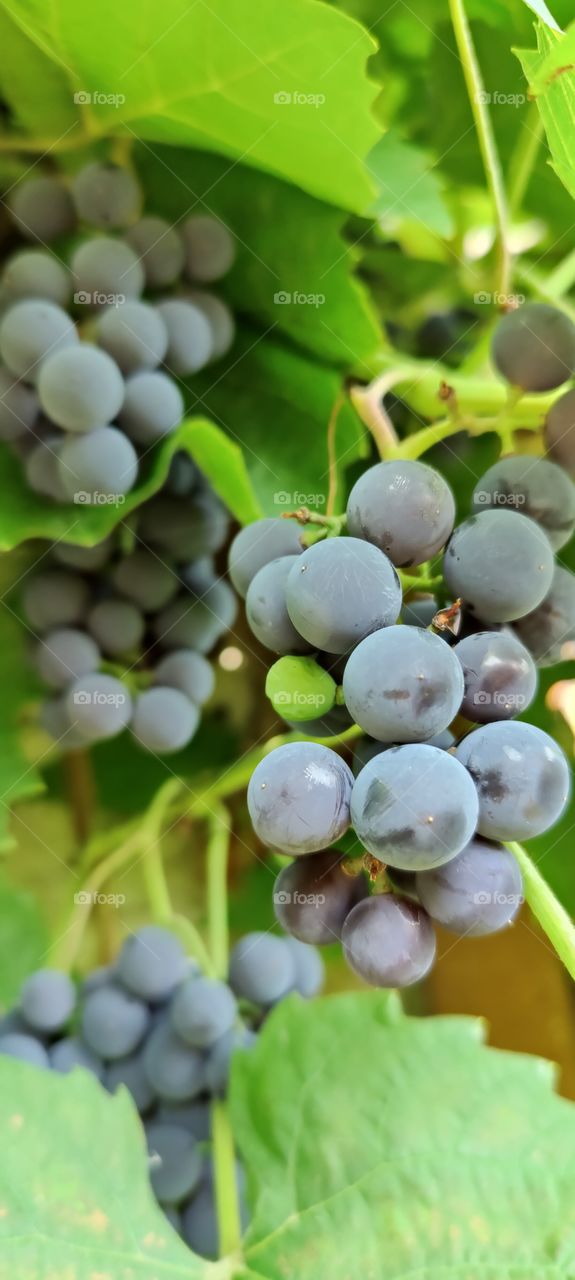 grapes
