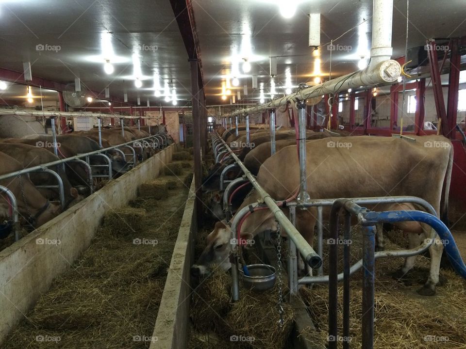 Milking cows