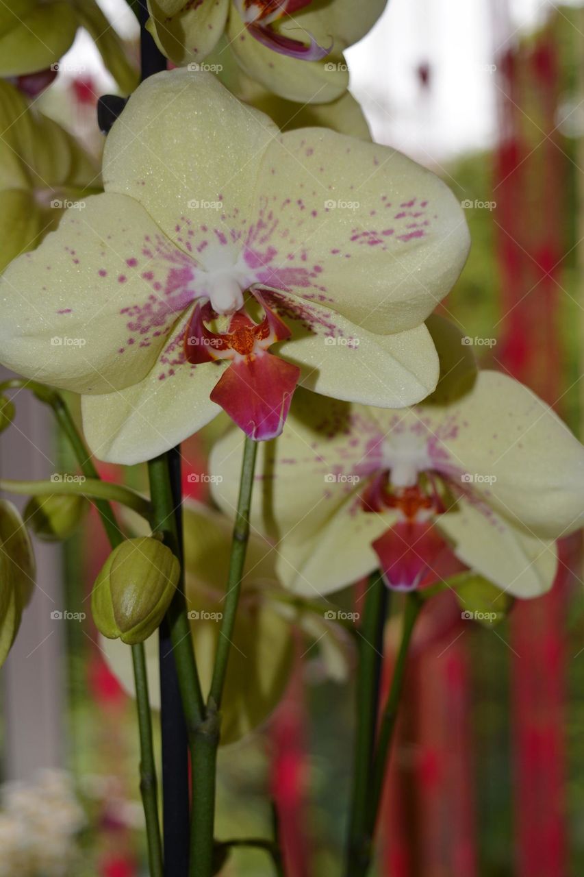 orchid flowers house plant in pot, love earth