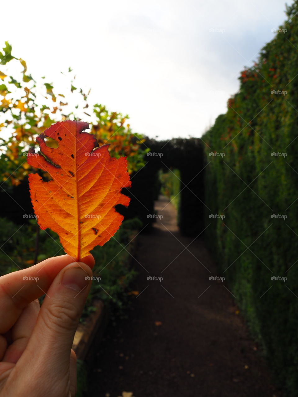 Outdoors, Tree, No Person, Fall, Leaf