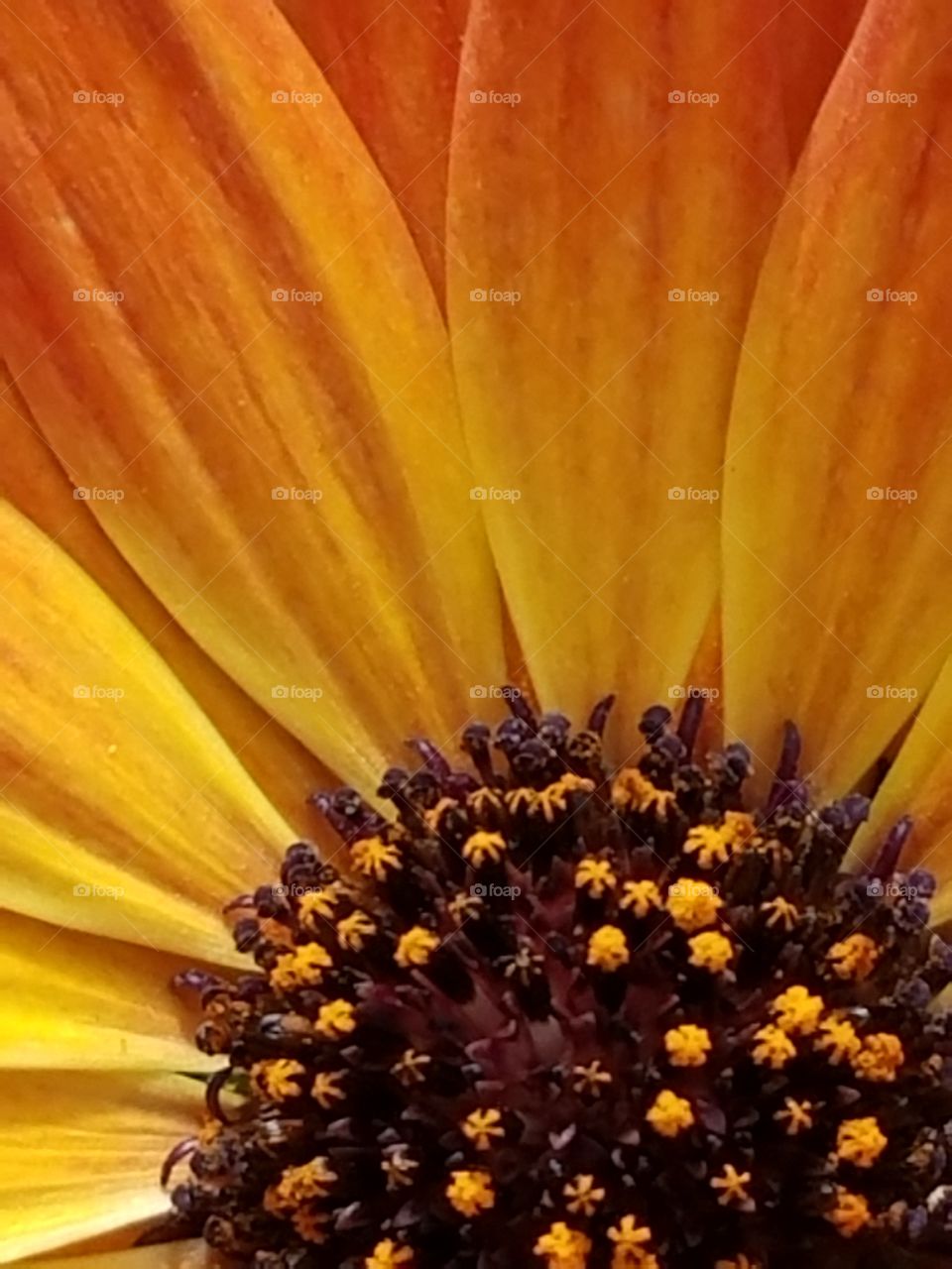 Sunburst daisy.