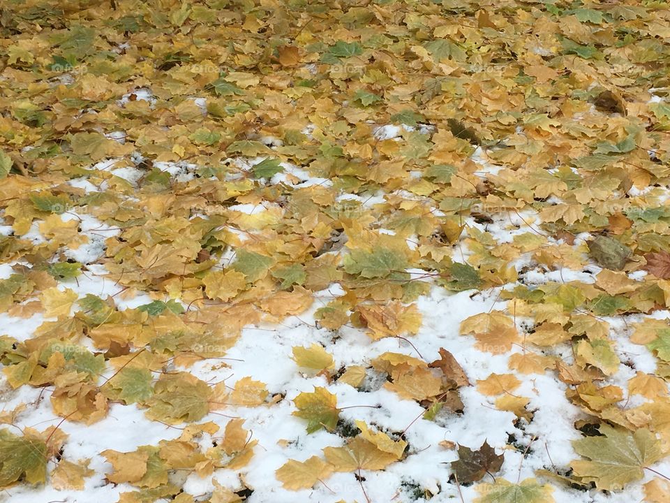 Leaves on the snow 