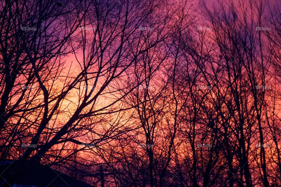 Silhouette of trees in dramatic sky