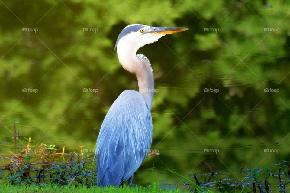 Close-up of a great blue heron