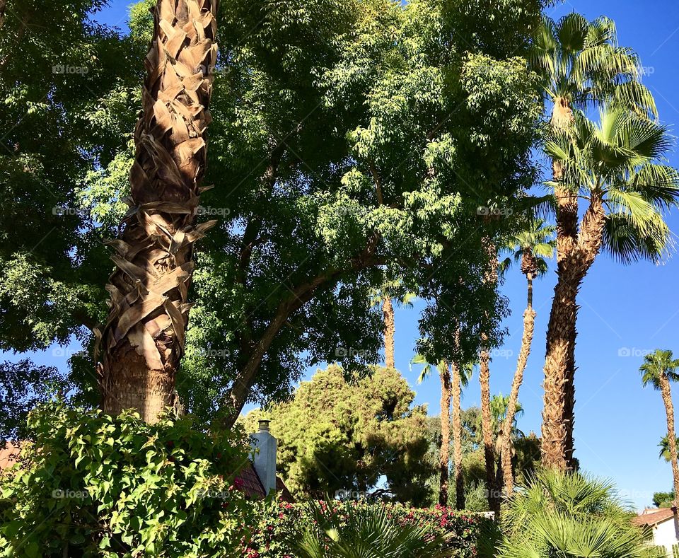 palm desert