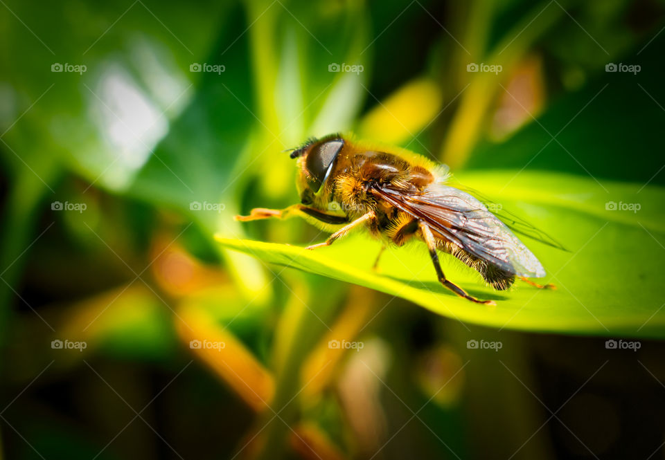 A bee