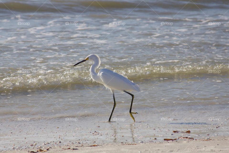 Snowy Egret On The Shore