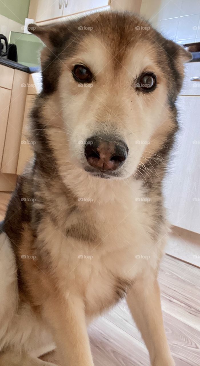 Luna the Dog - 15 years young - crossed with husky and wolf - she’s one of a kind 🐺