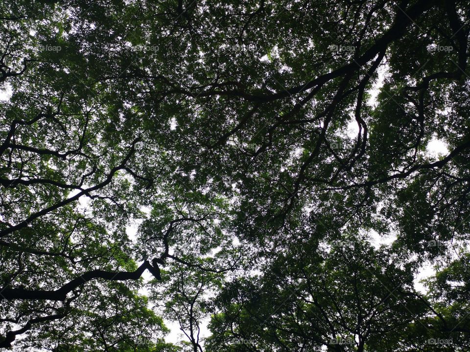 Below angle of branches many tree and leaves.