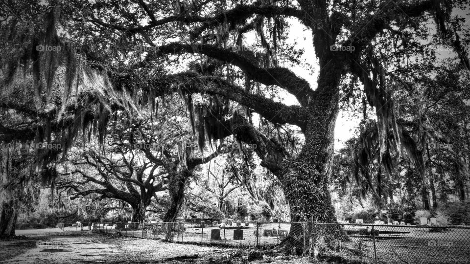 Tree, Nature, Park, Wood, Branch