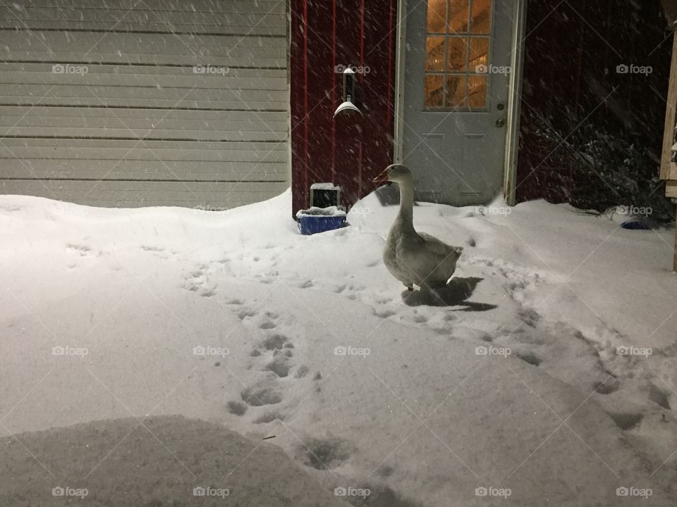 Goose in the snow