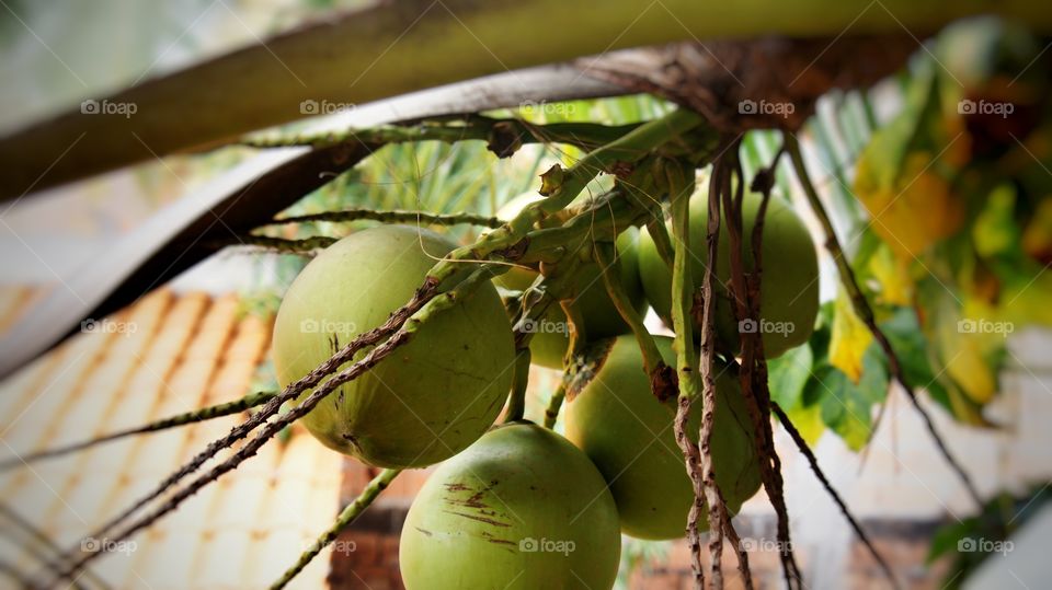 côco água de côco