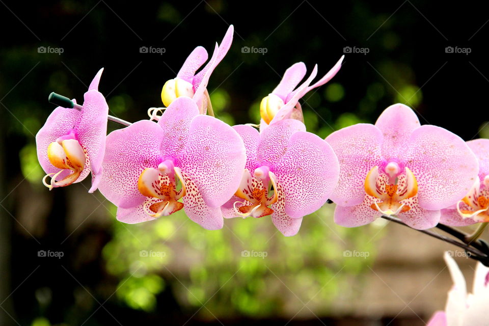 Pink orchid.