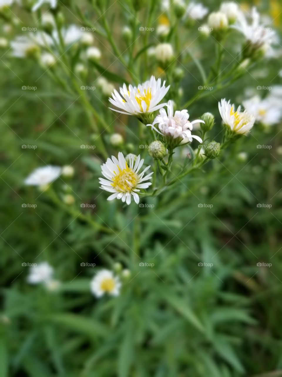 Tiny flower