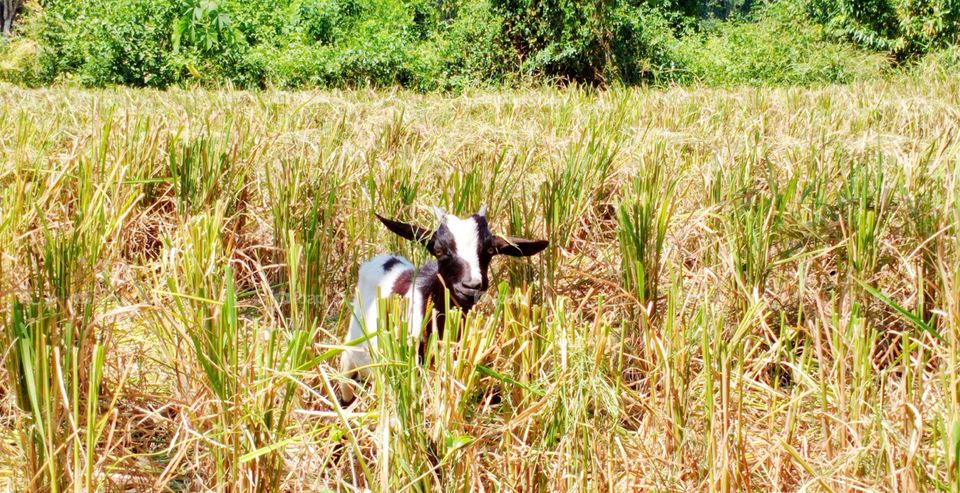 Pasturing a goat at rice field