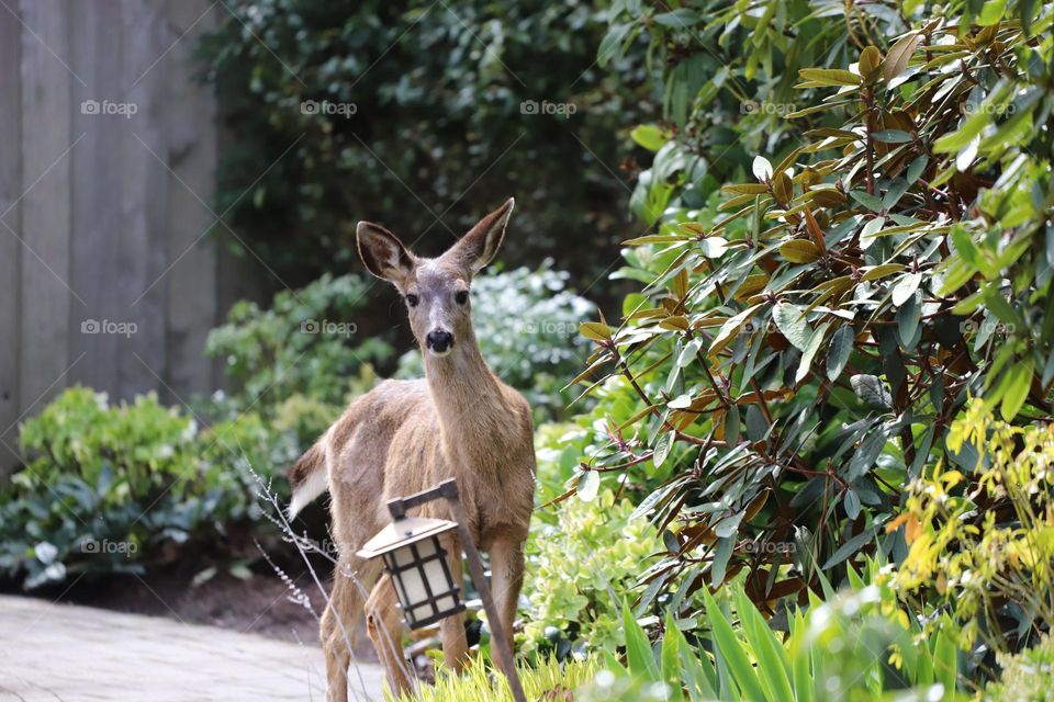 Deer in the backyard 