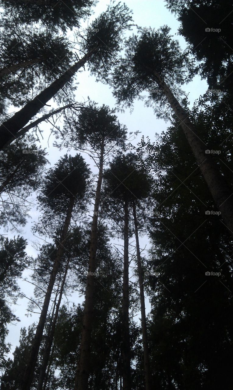 Giant pines
